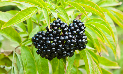 Elderberry used in sea moss powder