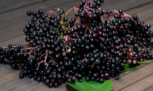 Elderberry used in sea moss gummies