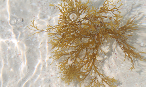 Golden sea moss for making sea moss gel