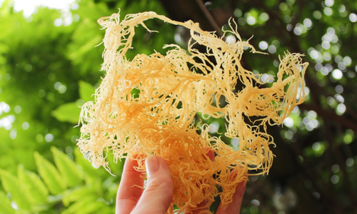 Irish sea moss in front of a tree