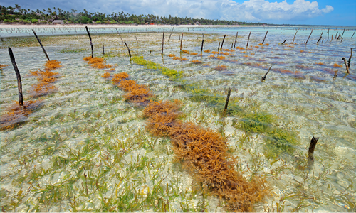 Mixed sea moss farm in the ocean
