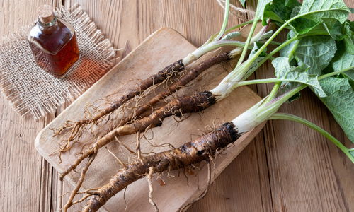 Burdock used in sea moss