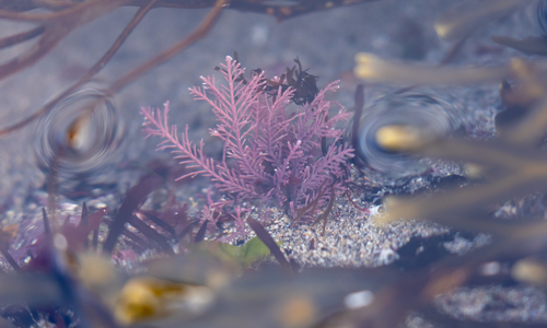 Purple sea moss in the ocean